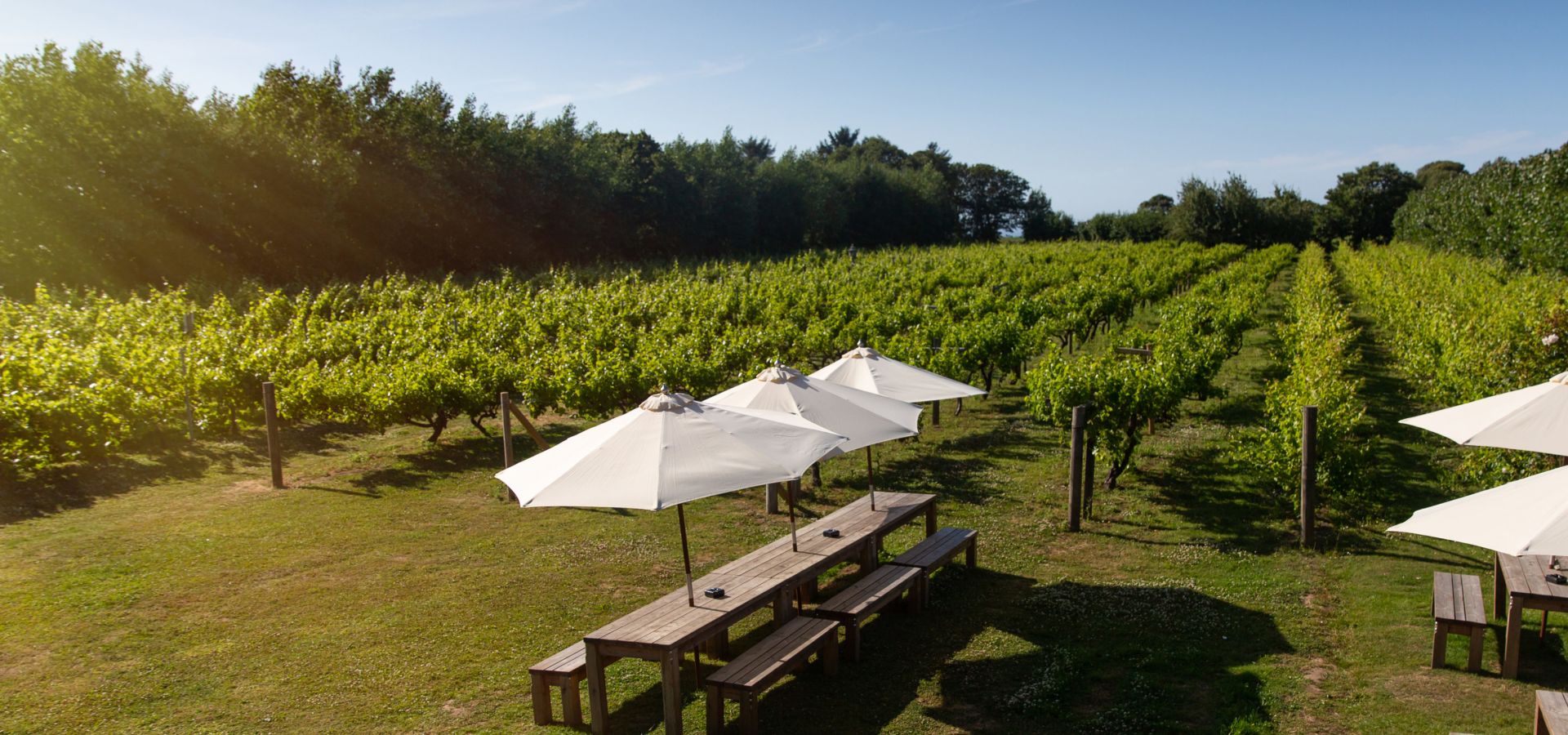 Jersey vineyards best sale